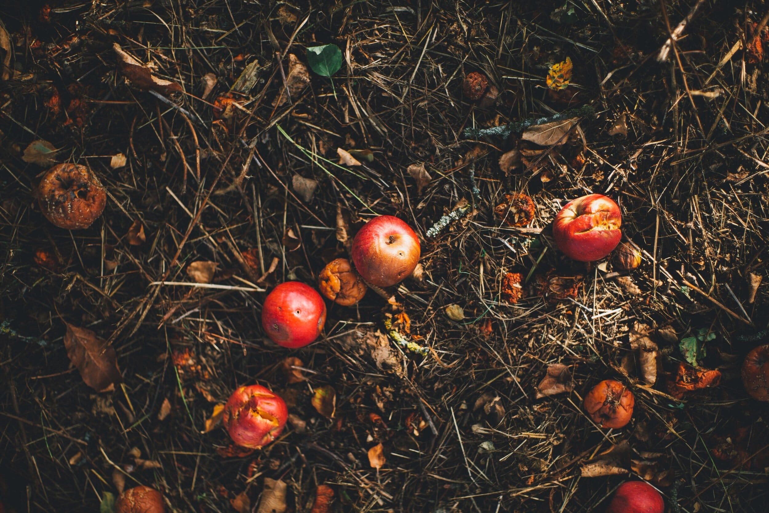 Home Compost