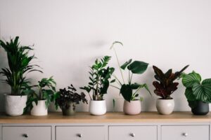 Sustainable Home Office - Indoor House Plants